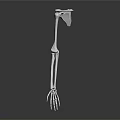 Detailed 3D Anatomical Human Arm Skeletal Model For Medical Education And Training
