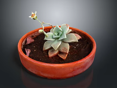 Succulent Plant Growing In Red Clay Pot With Green Leaves And Small Flower 3d model