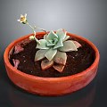 Succulent Plant Growing In Red Clay Pot With Green Leaves And Small Flower