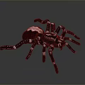 Detailed Large Brown Spider With White Striped Legs On Gray Background