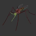 Detailed Mosquito With Long Thin Legs Transparent Wings And Striped Body 3d model