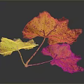 Vibrant Plant Leaves with Yellow Orange Red Green Hues and Spotted Patterns Against Dark Background