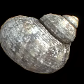 Tortoise Reptile Shell Featuring Natural Texture And Intricate Patterns Close Up
