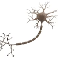 Medical Device with 3D Neuron Structure Model for Neural Research and Education