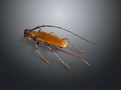 Yellow Longhorn Beetle With Long Antennae On Dark Background Macro Shot 3d model