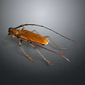 Yellow Longhorn Beetle With Long Antennae On Dark Background Macro Shot