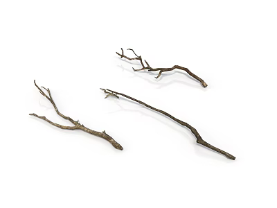 Three Dried Arbor Branches In Various Curved Forked Shapes Natural Brown On Pure White Background 3d model