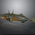 Fish With Brown And Silver Patterns Spikes On Back On Black Background And Reflection