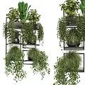 Hanging Basket Plants With Trailing Greenery On Multiple Black Metal Shelves