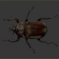 Isolated Maroon Horned Beetle with Detailed Legs on Dark Gradient Background