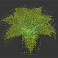 Lush Green Fern Plant With Feathery Hairy Leaves On Dark Background