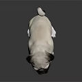 Cute Pug Dog Sitting On Reflective Surface With White And Black Coat Against Dark Background