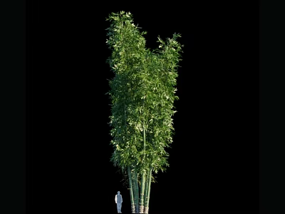 Tall Bamboo Plant With Green Leaves And Multiple Stems Growing In Clump 3d model