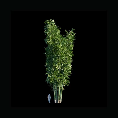 Tall Bamboo Plant With Green Leaves And Multiple Stems Growing In Clump 3d model