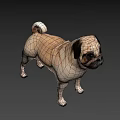 Realistic 3D Model Of Standing Pug Dog With Beige And Black Coat