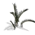 Elegant White Vase With Tall Green Palm Leaves For Indoor Decorative Plant