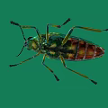 Vibrant Iridescent Beetle With Metallic Green Purple Hues On Green Background