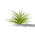 Fresh Green Grass With Slender Leaves Growing In Clump On White Background And Soft Shadow