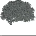 Silver Gray Leaves Shrub Featuring Rounded Shape And Dense Lush Foliage In Garden 3d model