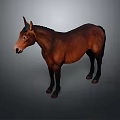 Realistic Detailed Brown Horse Standing In Side View On Gray Background