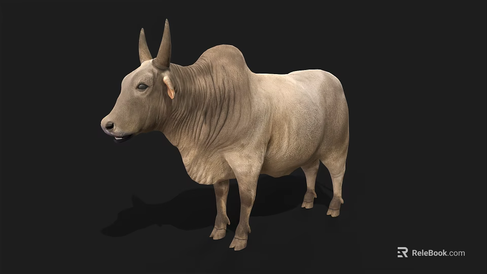 Light Brown Zebu Cow With Hump And Large Ears On Black Background 3d model 