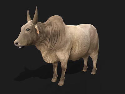 Light Brown Zebu Cow With Hump And Large Ears On Black Background 3d model