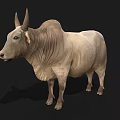 Light Brown Zebu Cow With Hump And Large Ears On Black Background