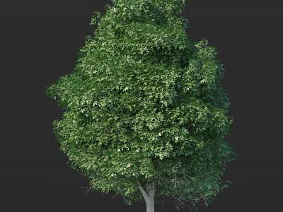 Lush Green Arbor with Dense Vibrant Foliage and Brown Trunk Against Dark Background 3d model