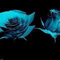 Two Blue Roses One Blooming and One Bud Displayed on Black Background 3d model