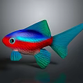 Colorful Tropical Fish With Red Body Blue Fins And Green Tail On Dark Background