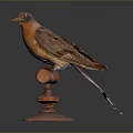 Detailed Brown And Orange Bird Taxidermy Perched On Wooden Stand