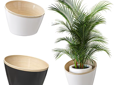 Stylish Garden Planters With Palm Plant White Black And Wooden Trim 3d model