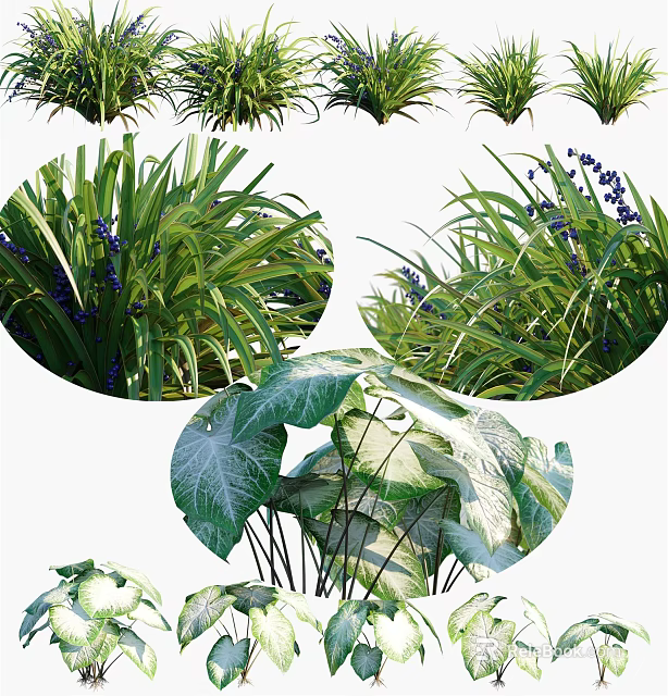 Lush Garden Plants With Green Leaves Purple Flowers And Variegated Foliage 3d model 