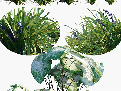 Lush Garden Plants With Green Leaves Purple Flowers And Variegated Foliage 3d model