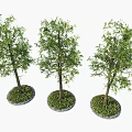 Three Arbor Trees with Green Leaves Upright Trunks and Circular Grass Bases 3d model