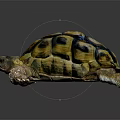 Tortoise with Yellow and Brown Patterned Shell on Black Reflective Surface