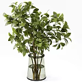 Decorative Transparent Glass Vases With Fresh Green Plants For Home Interior Decor