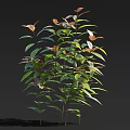 Lush Green Plant With Green And Red Leaves And Slender Stems Against Black Background