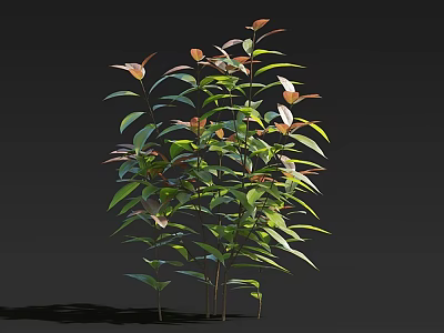 Lush Green Plant With Green And Red Leaves And Slender Stems Against Black Background 3d model