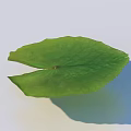 Green Lotus Leaf With Visible Veins On Light Colored Background Casting Soft Shadow 3d model