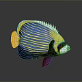 Colorful Tropical Fish With Blue Stripes Yellow Fins And White Head