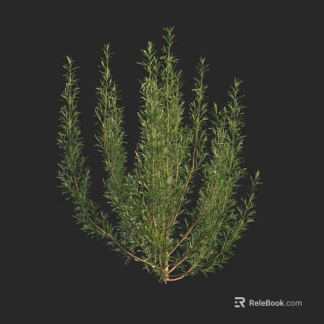 Lush Green Shrub With Slender Branches And Dense Foliage For Outdoor Gardens 3d model 