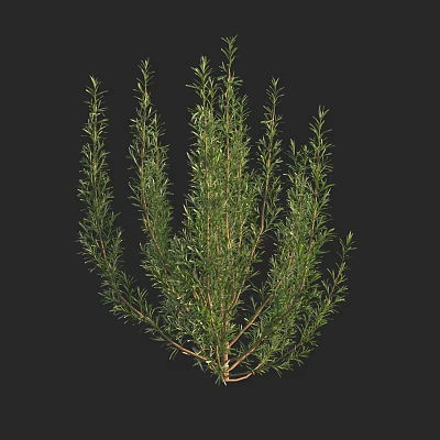 Lush Green Shrub With Slender Branches And Dense Foliage For Outdoor Gardens 3d model