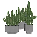 Modern Indoor Decorative Potted Cacti with Tall and Small Plants in Gray Cement Pots