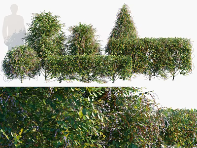 Various Types of Landscaping Shrubs With Lush Green Foliage And Diverse Natural Shapes 3d model