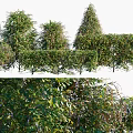 Various Types of Landscaping Shrubs With Lush Green Foliage And Diverse Natural Shapes