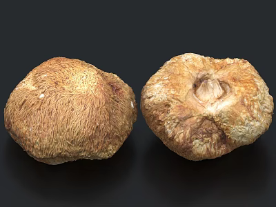 Two Fresh Edible Mushrooms With Natural Brown Beige Texture On Dark Background 3d model