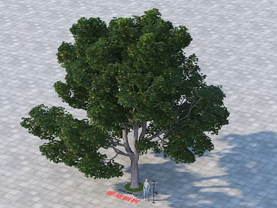 Lush Arbor with Green Leaves and Fruits on Paved Ground with Person for Size 3d model