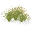 Lush Clumps of Green Ornamental Grass with Soft Feathery Leaves for Garden Decoration