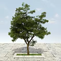 Tall Arbor Growing In Square Grass Plot On Stone Pavement With Blue Sky 3d model
